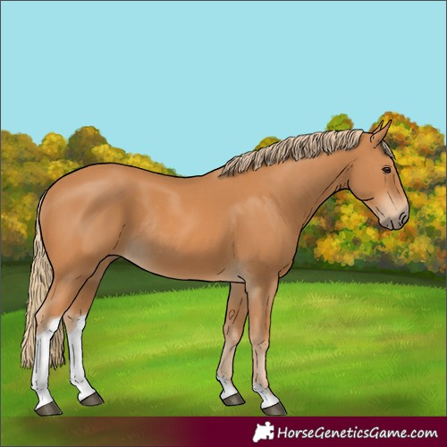 Horse Color:Chestnut Tobiano Rabicano
