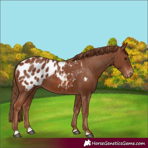 Horse Color:Chestnut Appaloosa 