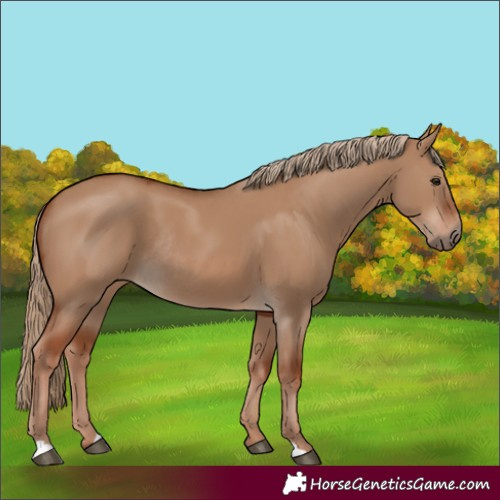 Horse Color:Red Dun Rabicano 