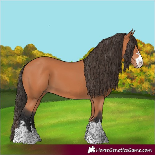 Horse Color:Bay 