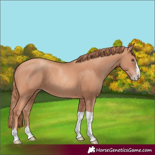 Horse Color:Gold Champagne Splash Tobiano