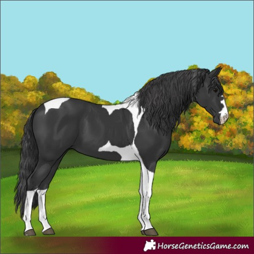 Horse Color:Black Tobiano 