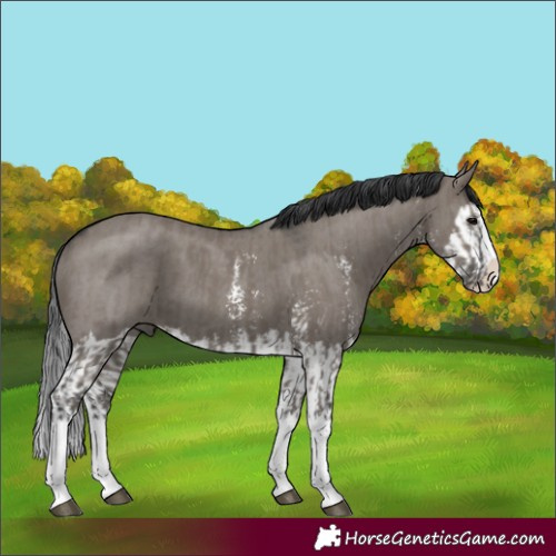 Horse Color:Grullo Sabino Splash  and Grullo Sabino Splash 