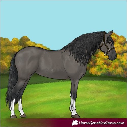 Horse Color:Grullo Tobiano 