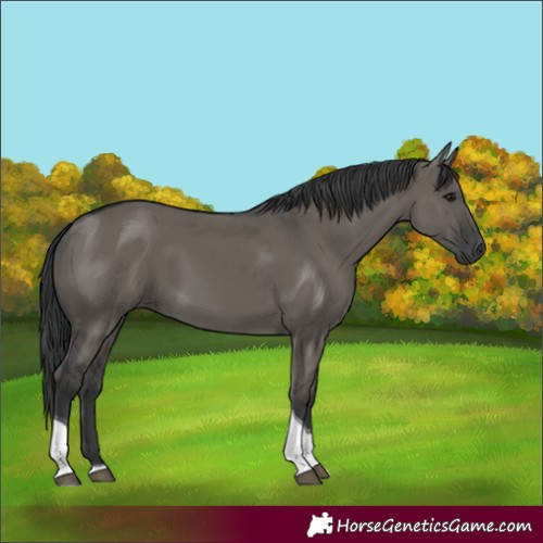 Horse Color:Grullo Tobiano