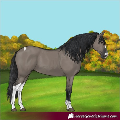 Horse Color:Grullo Tobiano