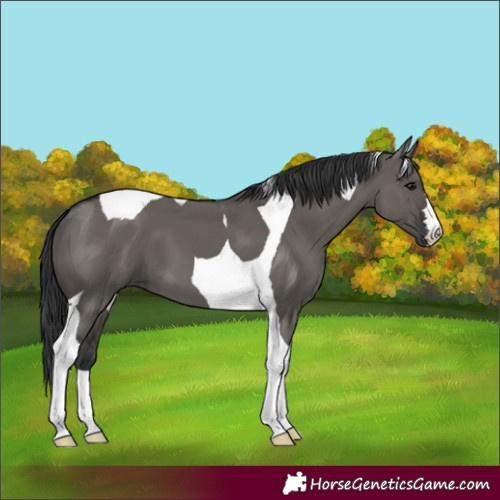 Horse Color:Grullo Tobiano