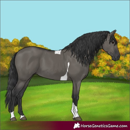 Horse Color:Grullo Tobiano 