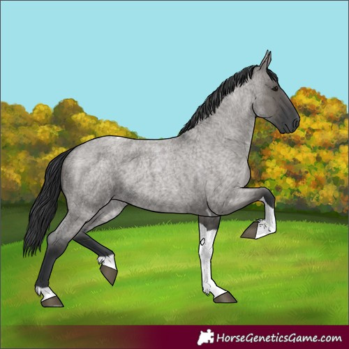 Horse Color:Grullo Roan Tobiano