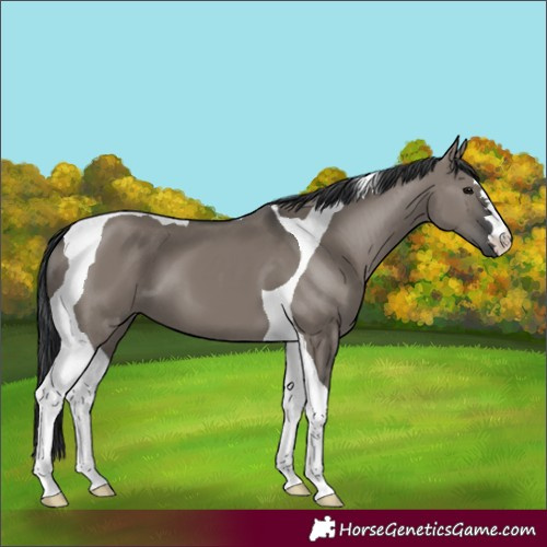 Horse Color:Grullo Tobiano
