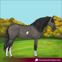 Horse Color:Grullo Tobiano 