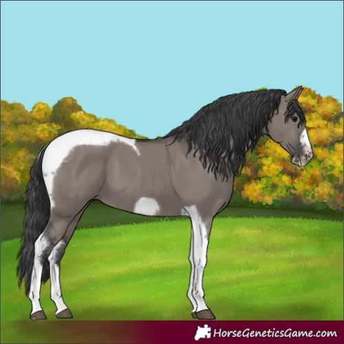 Horse Color:Grullo Tobiano Frame 