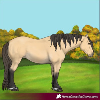 Horse Color:Buckskin 