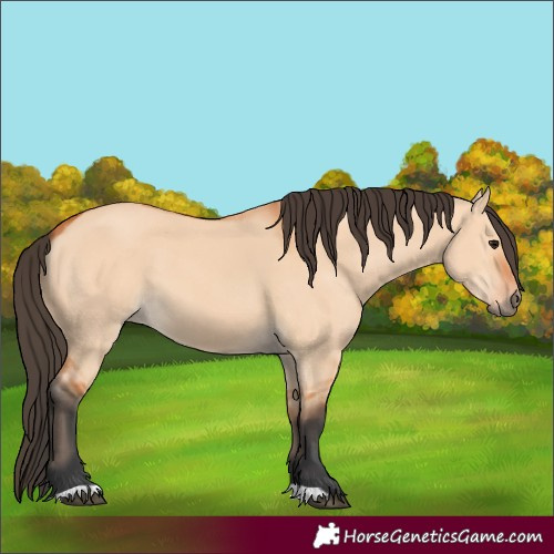 Horse Color:Bay Dun