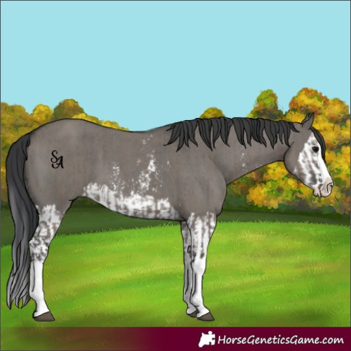 Horse Color:Grullo Sabino Splash  and Grullo Sabino Splash 