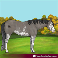 Horse Color:Grullo Sabino Splash  and Grullo Sabino Splash 