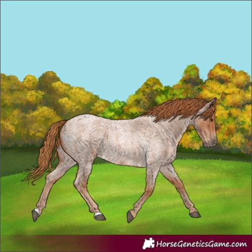 Horse Color:Red Roan 