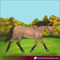 Horse Color:Bay Dun 