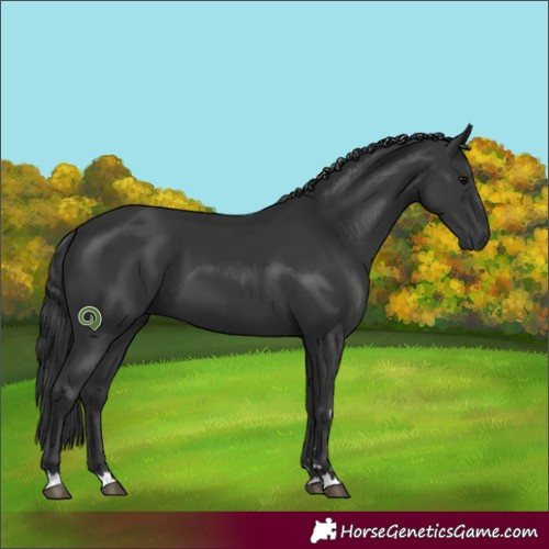 Horse Color:Black 