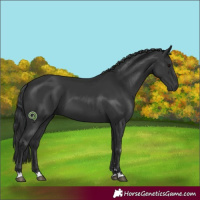 Horse Color:Black 