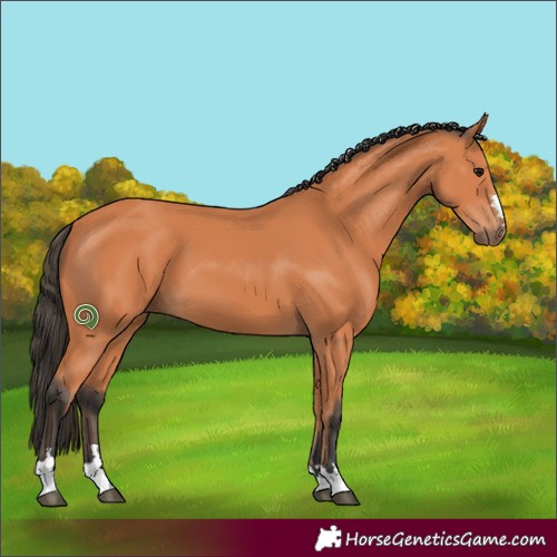 Horse Color:Bay 