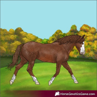 Horse Color:Chestnut 