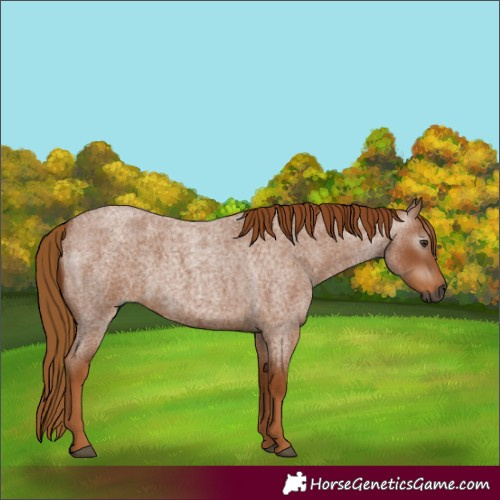 Horse Color:Gray Red Roan