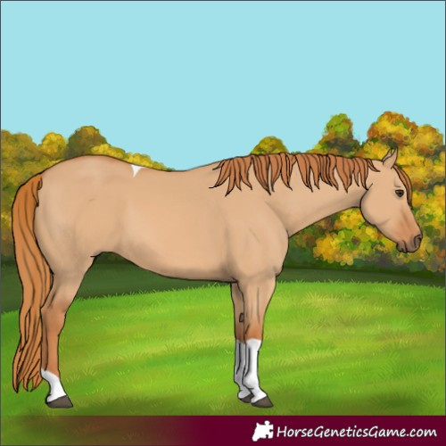Horse Color:Red Dun Tobiano Rabicano