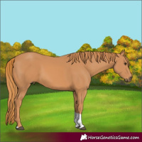 Horse Color:Chestnut Tobiano Rabicano