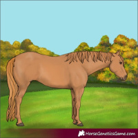 Horse Color:Chestnut Rabicano 