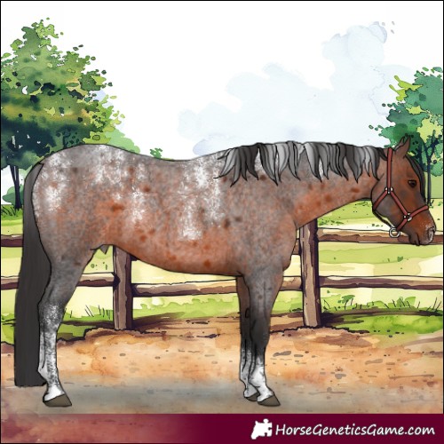 Horse Color:Powder White Brown Roan 