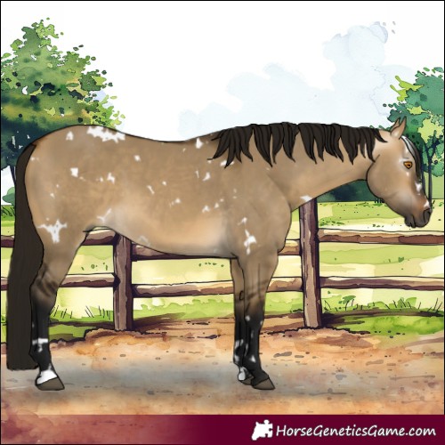Horse Color:Gray White Spotted Buckskin Dun 