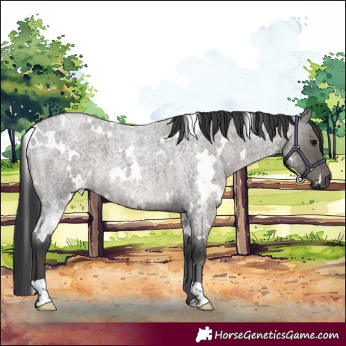 Horse Color:White Spotted Grullo Roan 