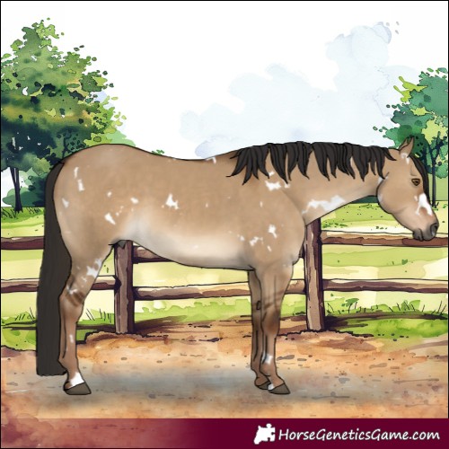 Horse Color:Gray White Spotted Liver Red Dun 