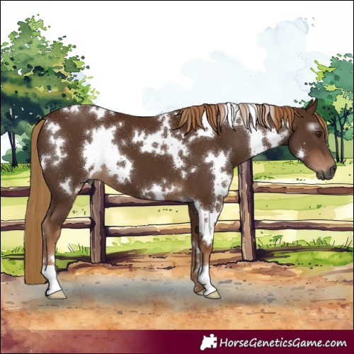 Horse Color:Gray White Spotted Chestnut 