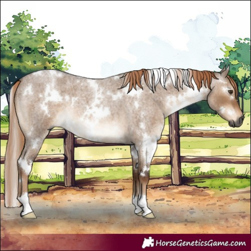 Horse Color:Gray White Spotted Liver Red Dun Roan 