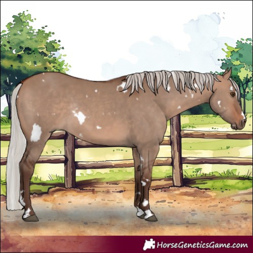 Horse Color:White Spotted Silver Brown Dun Rabicano 