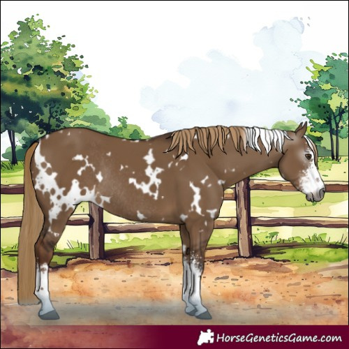 Horse Color:Gray White Spotted Liver Red Dun Sabino Rabicano 