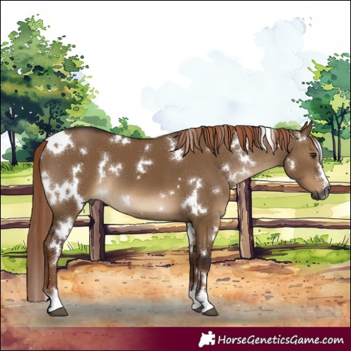 Horse Color:Gray White Spotted Liver Red Dun 