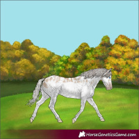 Horse Color:Gray White Spotted Silver Amber Champagne Dun Splash Frame Appaloosa Rabicano 