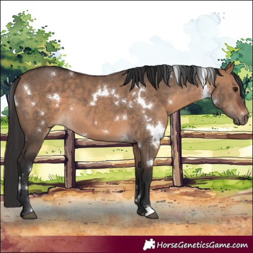Horse Color:White Spotted Bay Dun 