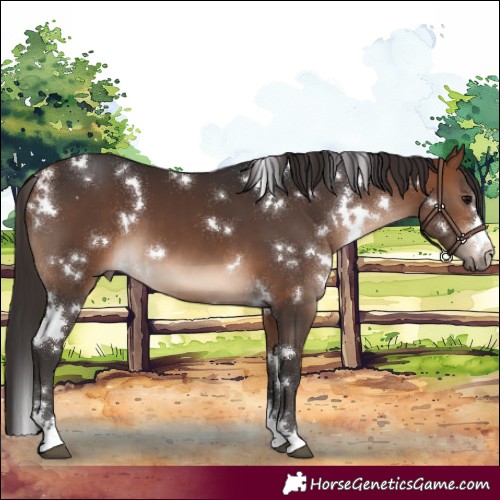 Horse Color:White Spotted Bay 