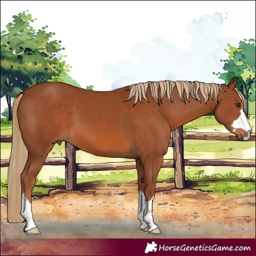 Horse Color:Chestnut 