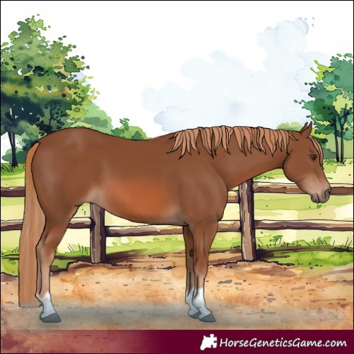 Horse Color:Chestnut 