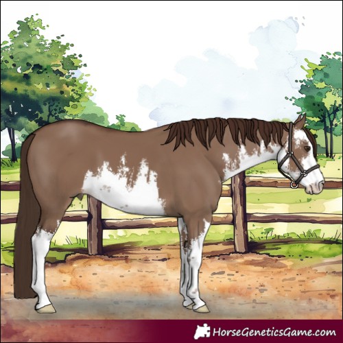 Horse Color:White Spotted Liver Red Dun 