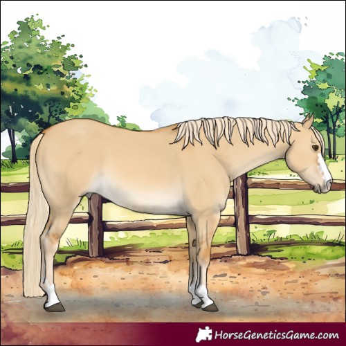 Horse Color:Palomino Dun 