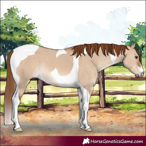 Horse Color:Red Dun Tobiano 