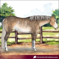 Horse Color:Silver Buckskin Rabicano 