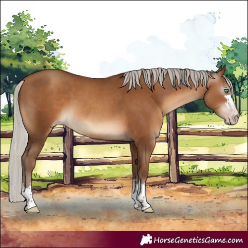 Horse Color:Gray Silver Sable Champagne 