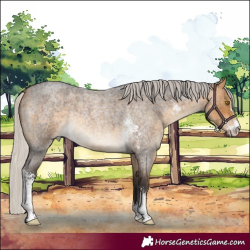 Horse Color:Silver Buckskin Roan Sabino Rabicano 